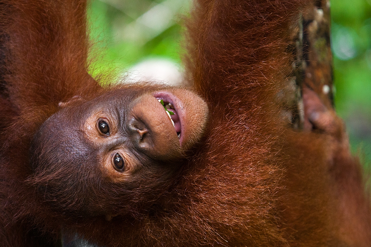 Orangutan - Borneo